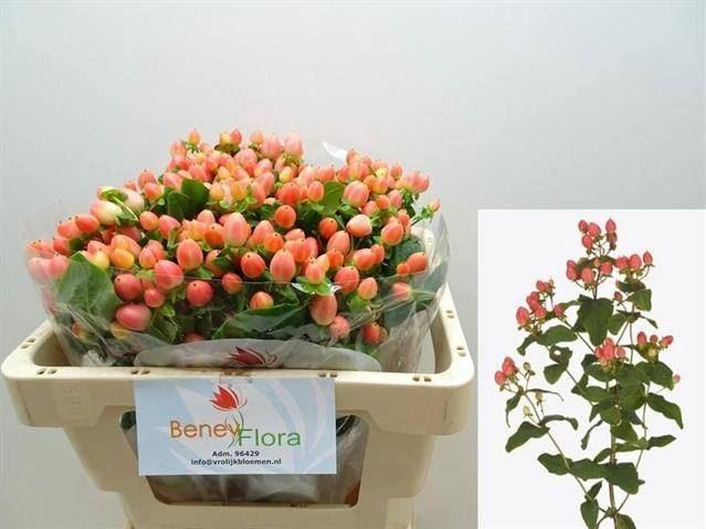 <h4>HYPER MAGICAL ROYAL PRINCESS</h4>