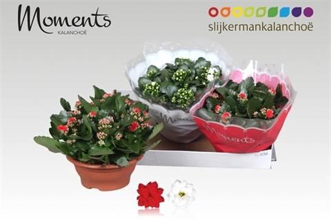 <h4>KALAN CALAN XMAS MIX P23</h4>