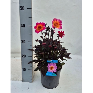 Dahlia Happy Days Pink