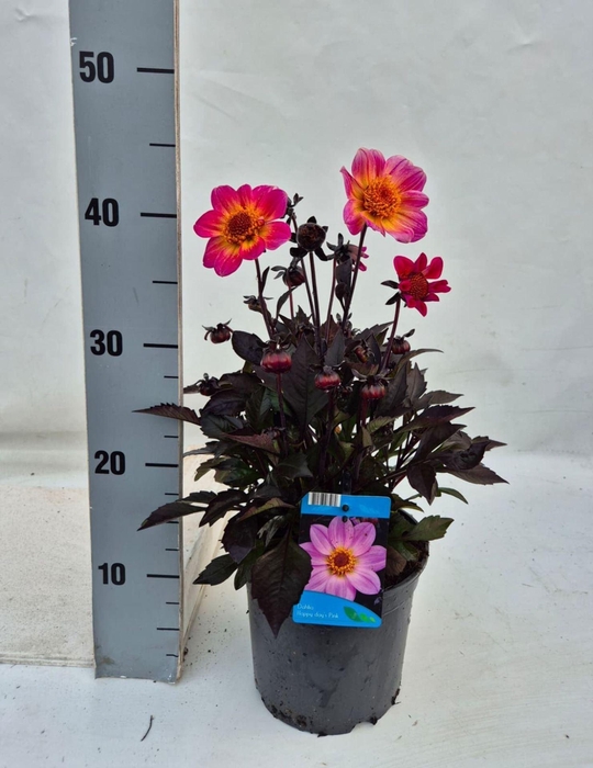 <h4>Dahlia Happy Days Pink</h4>