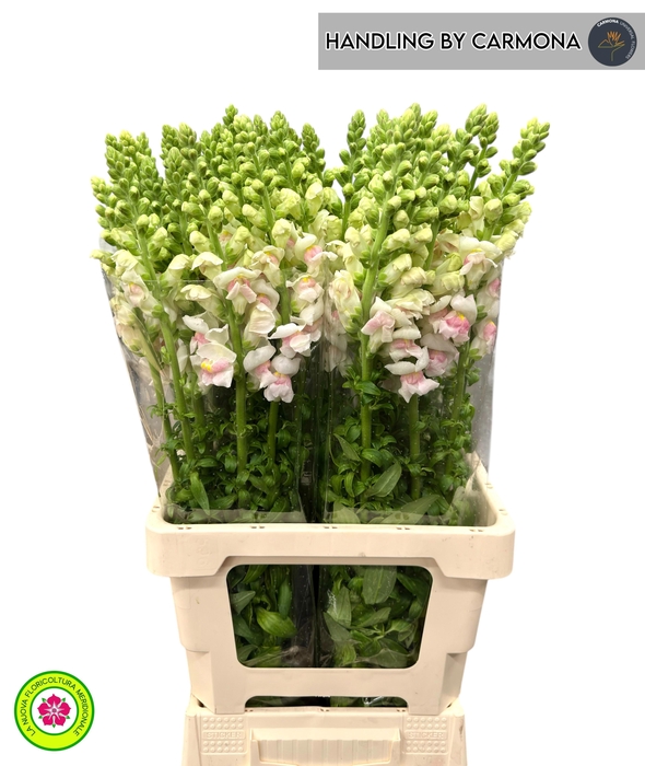 <h4>ANTIR MARY PLUMBLOS</h4>