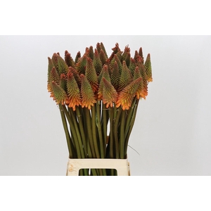 Kniphofia  'Alcazar'