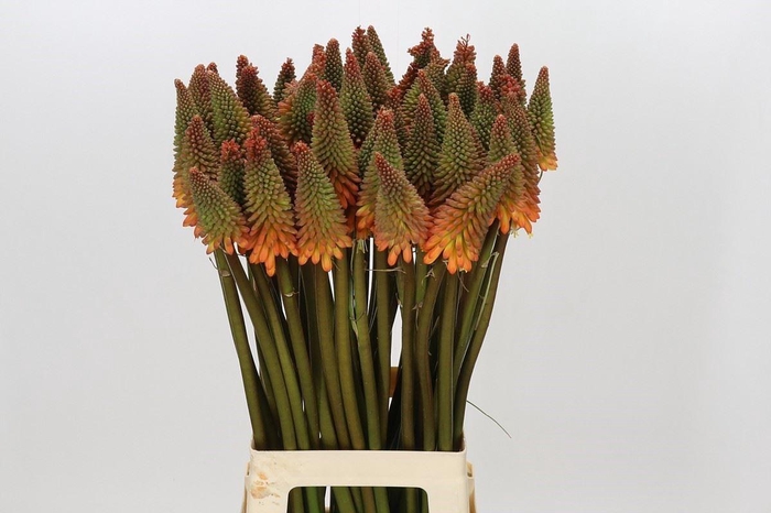 <h4>Kniphofia  'Alcazar'</h4>