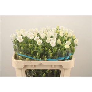 Campanula Med Champ White