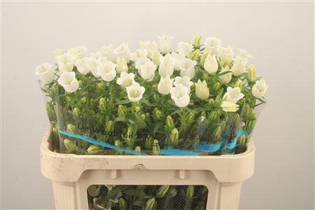 <h4>Campanula Med Champ White</h4>