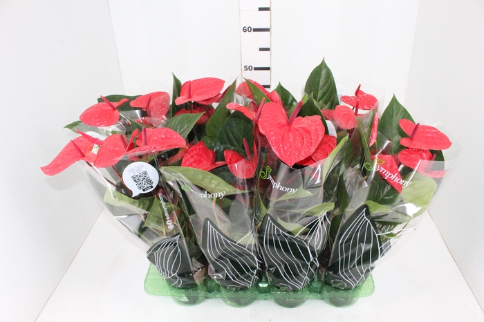 <h4>ANTHURIUM CASANOVA P15 VERMELHO</h4>