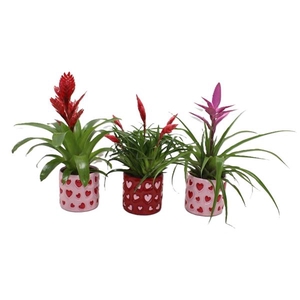 Bromelia variés