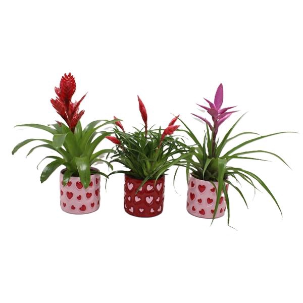 <h4>Bromelia variés</h4>