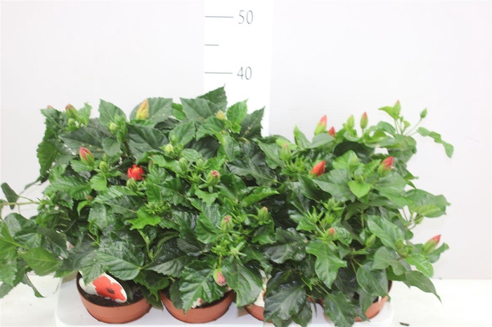 <h4>Hibiscus Sunny Gemengd 4+</h4>