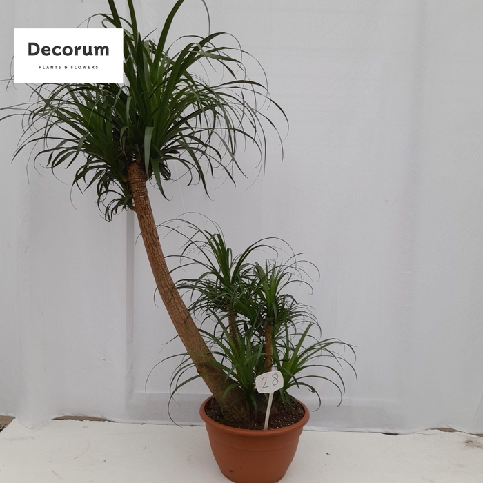 Beaucarnea vertakt op nummer 28