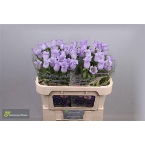 Campanula Champion Lavender