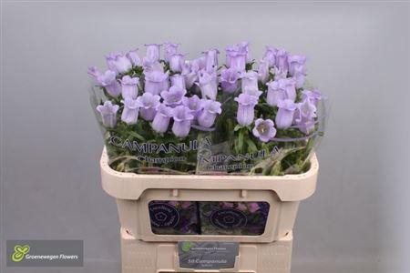 <h4>Campanula Champion Lavender</h4>
