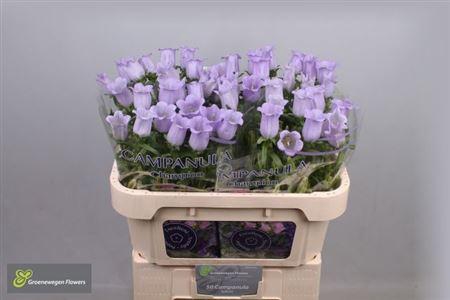 <h4>Campanula Champion Lavender</h4>