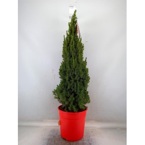 Picea glauca 'Perfecta'