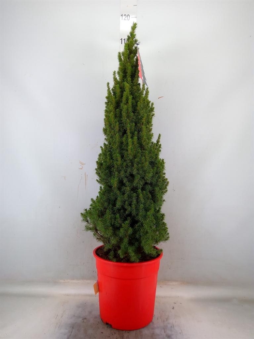 <h4>Picea glauca 'Perfecta'</h4>