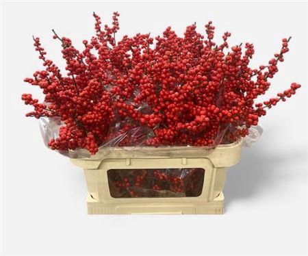 <h4>Ilex Ve Rode Bes</h4>