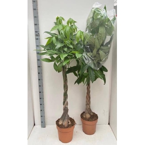 PACHIRA AQUATICA