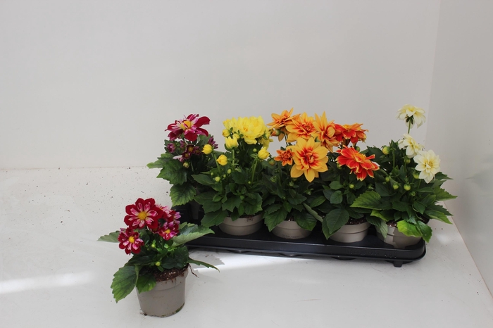 <h4>DAHL L ME GEM</h4>