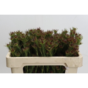 Cape Green Jubilee Crown