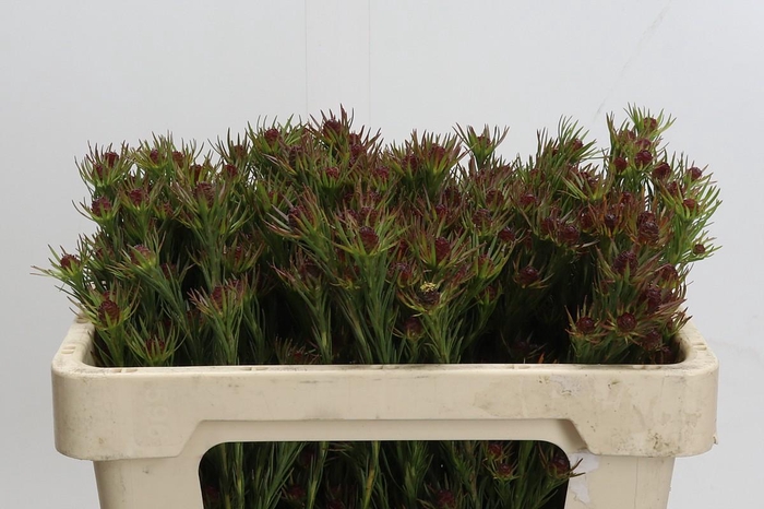 <h4>Cape Green Jubilee Crown</h4>