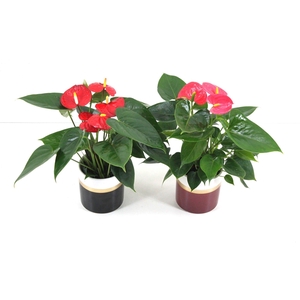 Anthurium Flamingomix 9cm met keramieken potje