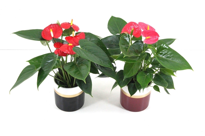 <h4>Anthurium Flamingomix 9cm met keramieken potje</h4>