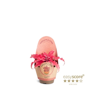 CRYPTANTHUS BIVITTATUS