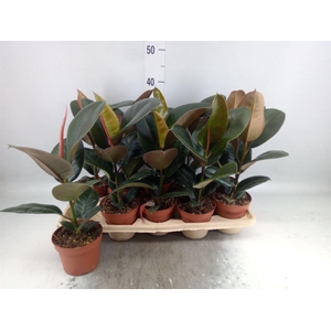 Ficus elastica 'Robusta'