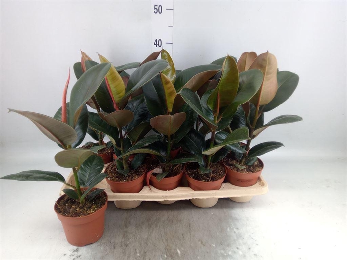<h4>Ficus elastica 'Robusta'</h4>