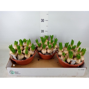 Hyacinthus orie. 'Pearl White'