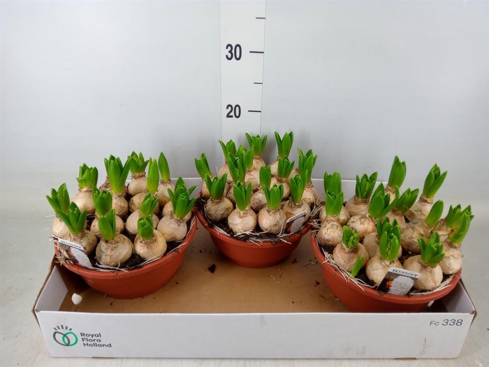 <h4>Hyacinthus orie. 'Pearl White'</h4>