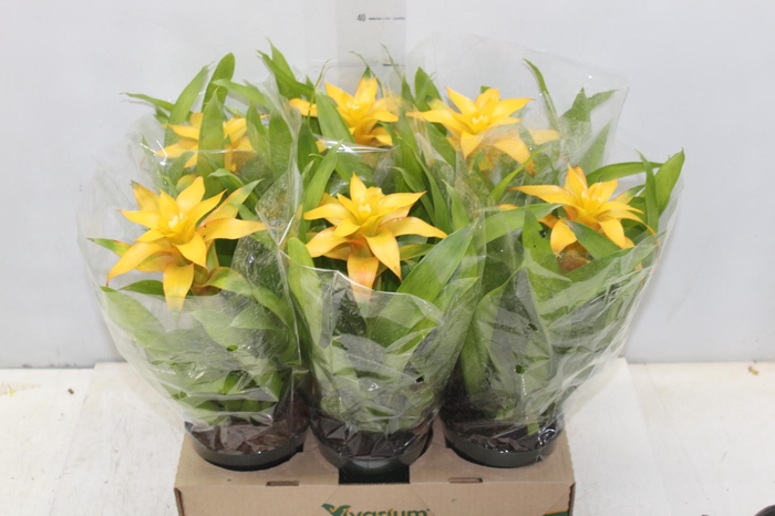 <h4>GUZM. AMARELA P12</h4>