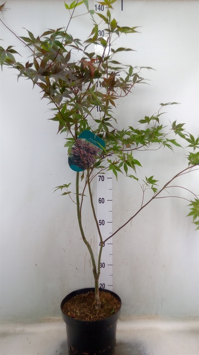<h4>Acer palmatum 'Bloodgood'</h4>