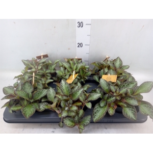 Episcia   ...