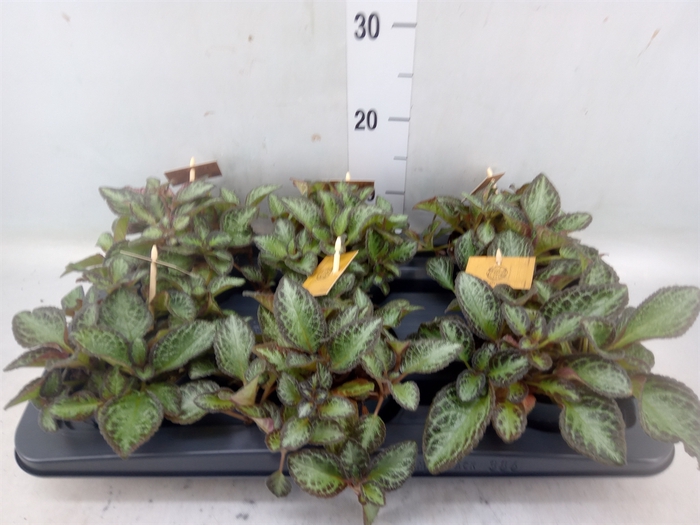 <h4>Episcia   ...</h4>