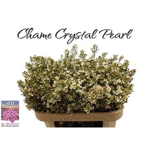 Chame Crystal Pearl 70cm