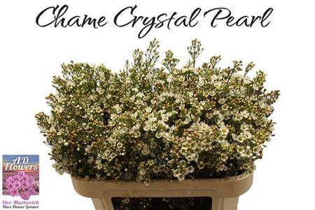 <h4>Chame Crystal Pearl 70cm</h4>