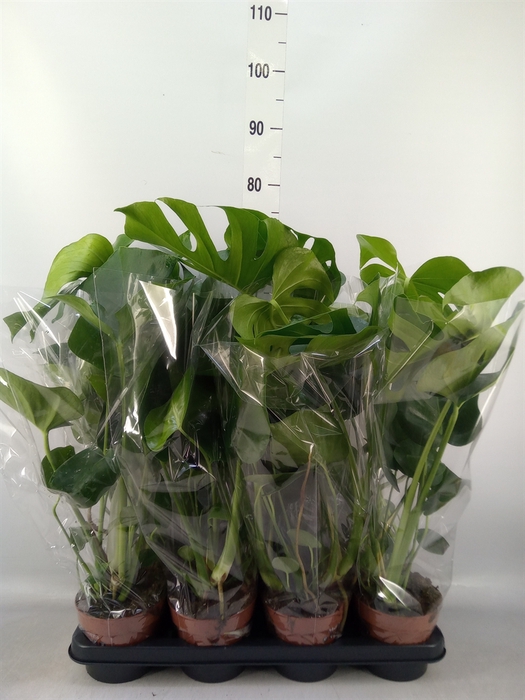 <h4>Monstera delic.</h4>