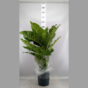 Dieffenbachia  'Spotty'