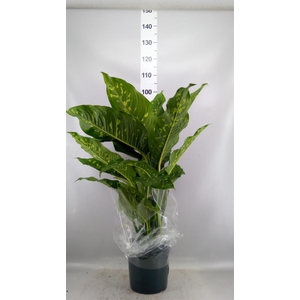 Dieffenbachia  'Spotty'