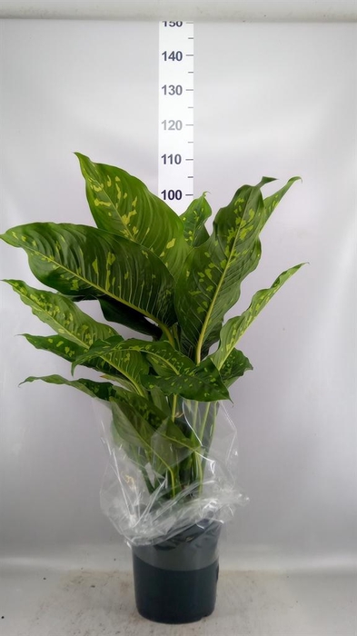 <h4>Dieffenbachia  'Spotty'</h4>