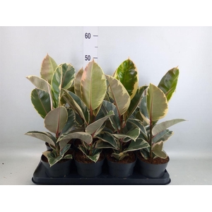 Ficus elastica 'Tineke'