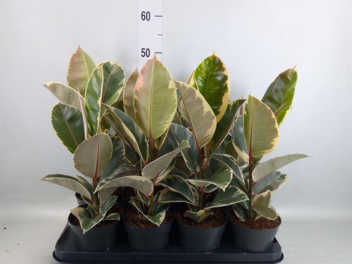 <h4>Ficus elastica 'Tineke'</h4>