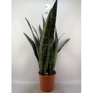 Sansevieria trifa.   ...
