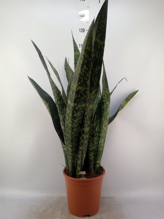 <h4>Sansevieria trifa.   ...</h4>