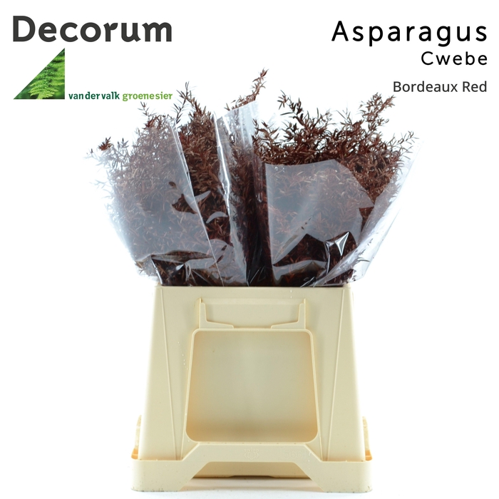 <h4>Asp cwebe Bordeaux red</h4>