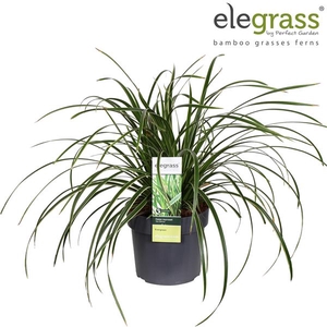 Carex morrowii 'Ice Dance' P19