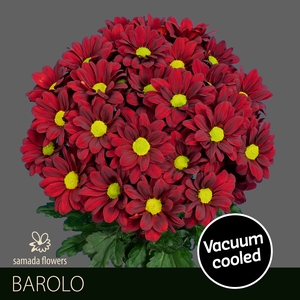 Chrys sp barolo