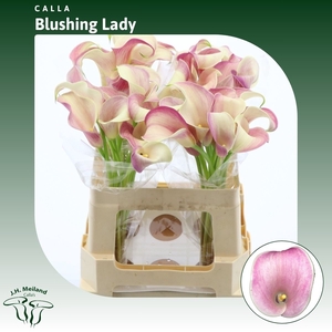 Calla Blushing Lady
