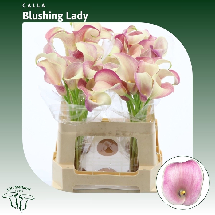 <h4>Calla Blushing Lady</h4>